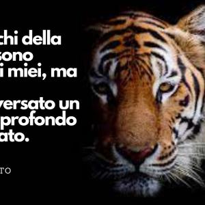 Frasi sulla tigre