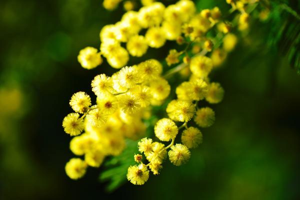 Frasi per la Festa della Donna - Significato della mimosa